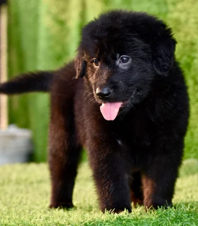 pure black german shepherd maharashtra long coat