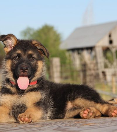 German Shepherd Puppies