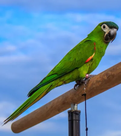 hahn's macaw maharashtra pair top quality red shouldered mini macaw green plumage black beak