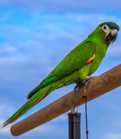 hahn's macaw maharashtra pair top quality red shouldered mini macaw green plumage black beak