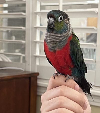 crimson bellied conure maharashtra pair top quality ruby red abdomen green wings exotic parrot