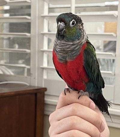 crimson bellied conure maharashtra pair top quality ruby red abdomen green wings exotic parrot