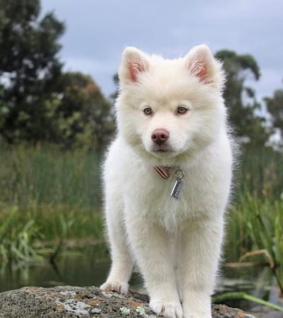 Pure White Siberian Husky Puppy by Maharashtra Pets Online