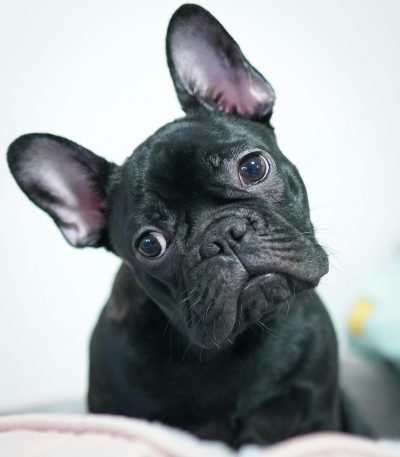 French Bulldog Puppy / Adult | Black Color