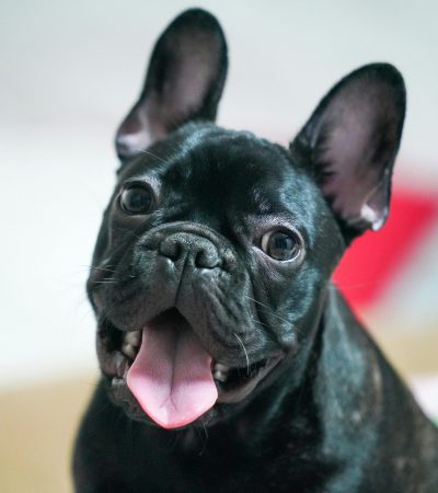 black french bulldog maharashtra puppy top quality jet black glossy coat