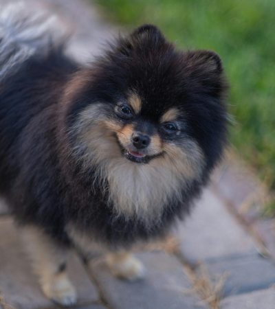 Culture Pom Puppy / Adults