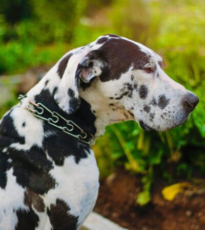 harlequin great dane maharashtra puppy top quality black and white patchwork