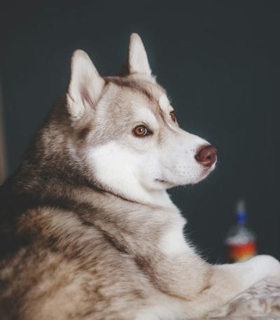 copper siberian husky maharashtra brown eyes standard coat