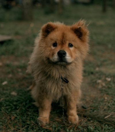 Chow Chow Puppy & Adult | Fawn Color