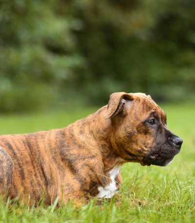 boxer puppy maharashtra top quality fawn brindle athletic build