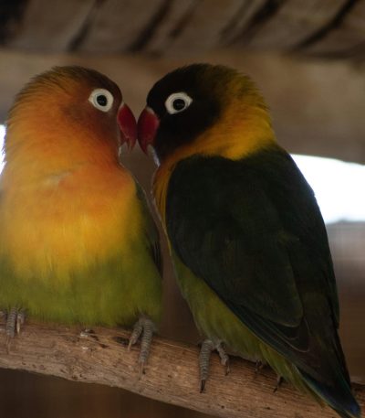 green black african lovebird maharashtra top quality black masked lovebird emerald green plumage