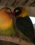green black african lovebird maharashtra top quality black masked lovebird emerald green plumage