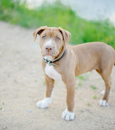 pocket american bully maharashtra puppy top quality compact muscular build blue tri color