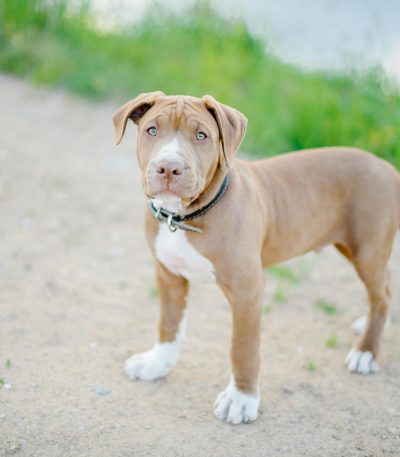 pocket american bully maharashtra puppy top quality compact muscular build blue tri color