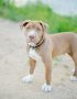 pocket american bully maharashtra puppy top quality compact muscular build blue tri color
