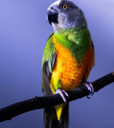 senegal parrot maharashtra pair top quality charcoal head green body yellow orange vest