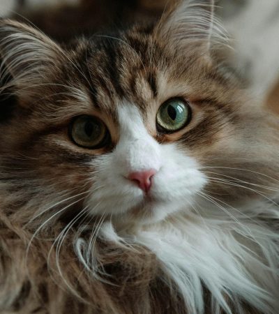 siberian cat maharashtra top quality forest cat triple coat hypoallergenic