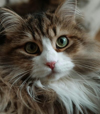 siberian cat maharashtra top quality forest cat triple coat hypoallergenic