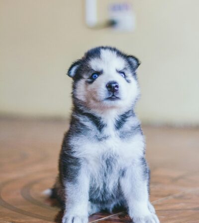 Siberian Husky Blue Eye