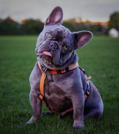 French Bulldog Puppy / Adult | Blue Color