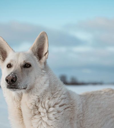 pure white german shepherd maharashtra double coat