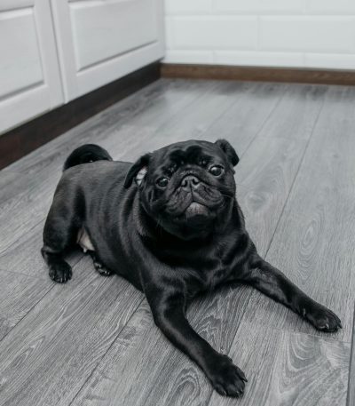 Pug Puppy /Adult | Black Color