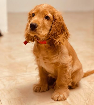 Cocker Spaniel Puppy / Adult | Brown Color