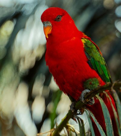 chattering lorikeet maharashtra top quality crimson red body green wings yellow mantle talking lory