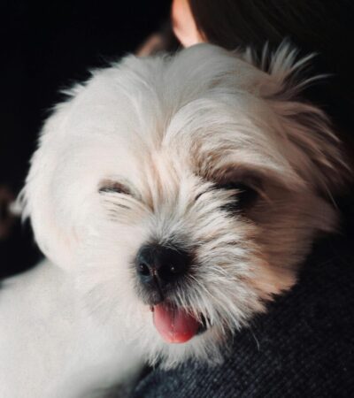 white shih tzu puppy maharashtra pure white top quality
