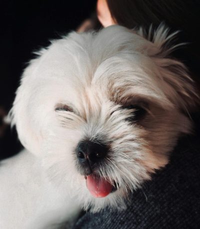 white shih tzu puppy maharashtra pure white top quality