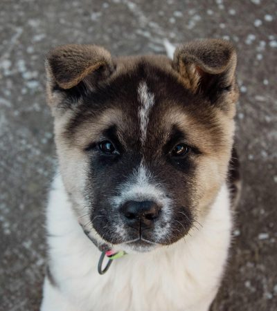 akita puppy maharashtra top quality japanese akita inu american akita guardian