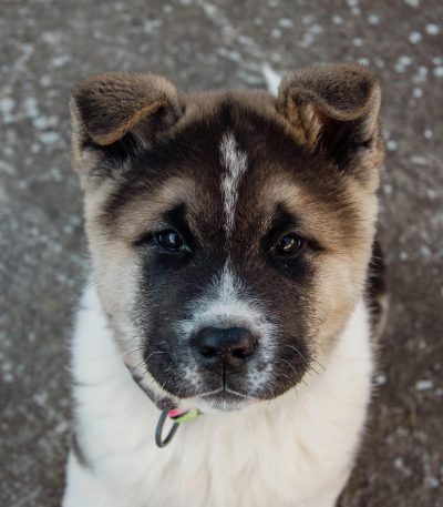 akita puppy maharashtra top quality japanese akita inu american akita guardian