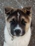 akita puppy maharashtra top quality japanese akita inu american akita guardian