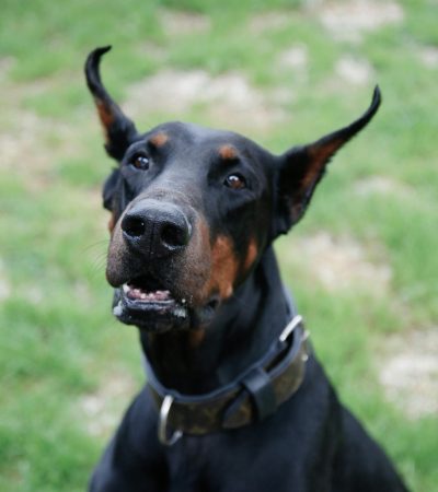 black and rust doberman maharashtra puppy top quality mahogany markings