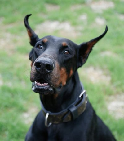 black and rust doberman maharashtra puppy top quality mahogany markings