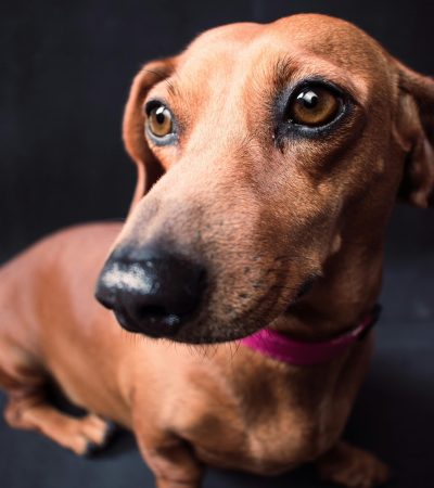 Dachshund - Red Color Puppy/Adult