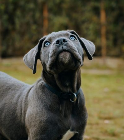 cane corso puppy maharashtra top quality italian mastiff guardian