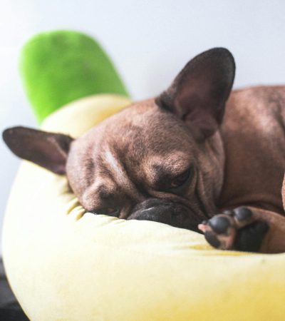 brindle french bulldog maharashtra puppy top quality tiger stripe coat