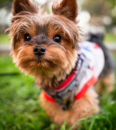 Yorkshire Terrier Puppy