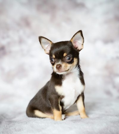 chihuahua puppy maharashtra top quality apple head tiny toy breed