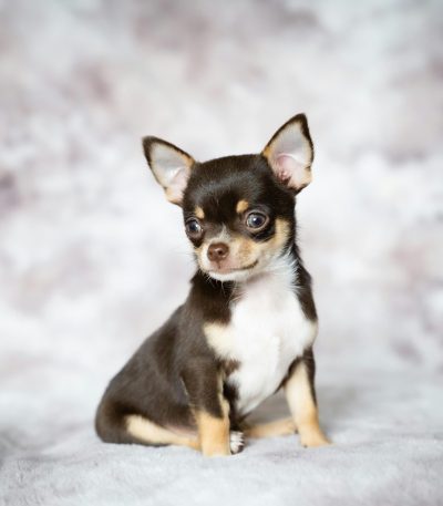 chihuahua puppy maharashtra top quality apple head tiny toy breed