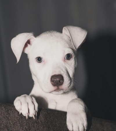 dogo argentino puppy maharashtra top quality pure white athletic build
