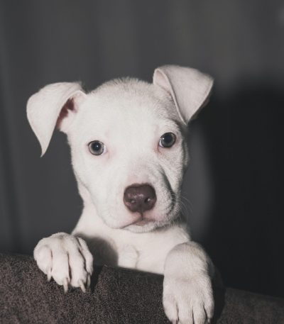 dogo argentino puppy maharashtra top quality pure white athletic build