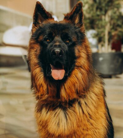 German Shepherd Puppy / Adult - Red and Black