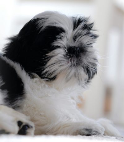 Shih Tzu Puppy /adult - Black & white Color