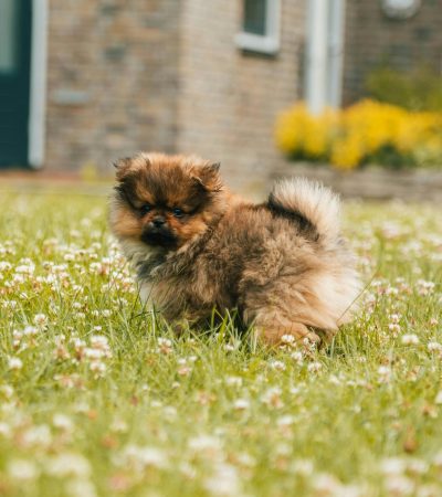 culture pom maharashtra puppy top quality teddy bear face boutique pomeranian