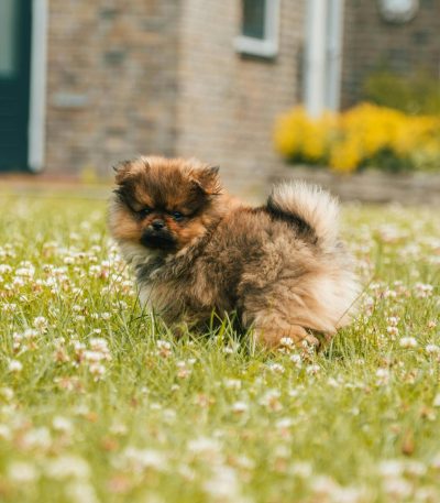 culture pom maharashtra puppy top quality teddy bear face boutique pomeranian