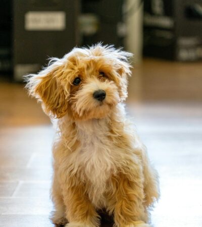 maltipoo puppy maharashtra top quality