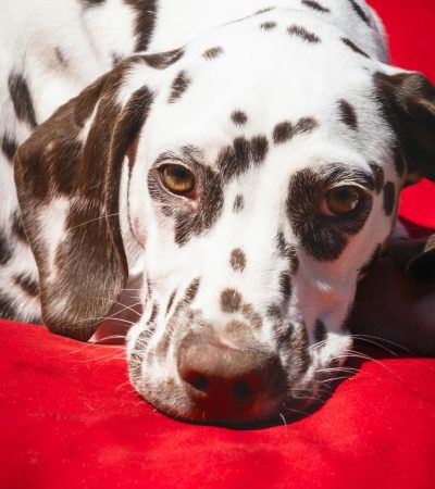 liver dalmatian puppy maharashtra top quality white and liver brown spotted coat