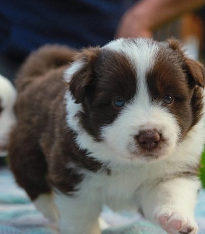 Border Collie Puppy